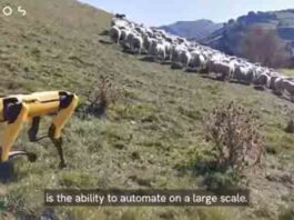 Usan perros robots como pastores de ovejas